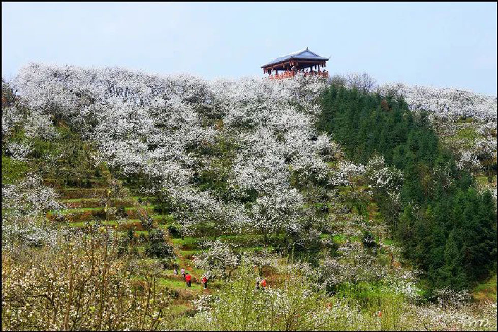 【春天，广西桂林灌阳县向您发出邀请！】我们在灌阳看梨花 - 游山玩水 - 辽阳生活社区 - 辽阳28生活网 liaoyang.28life.net