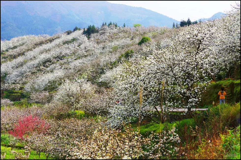 【春天，广西桂林灌阳县向您发出邀请！】我们在灌阳看梨花 - 游山玩水 - 辽阳生活社区 - 辽阳28生活网 liaoyang.28life.net