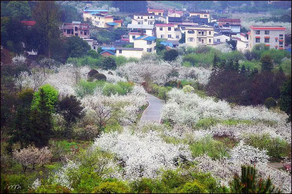 【春天，广西桂林灌阳县向您发出邀请！】我们在灌阳看梨花 - 游山玩水 - 辽阳生活社区 - 辽阳28生活网 liaoyang.28life.net