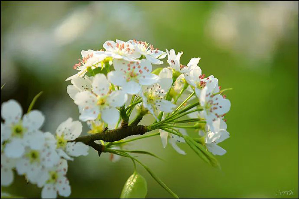 【春天，广西桂林灌阳县向您发出邀请！】我们在灌阳看梨花 - 游山玩水 - 辽阳生活社区 - 辽阳28生活网 liaoyang.28life.net
