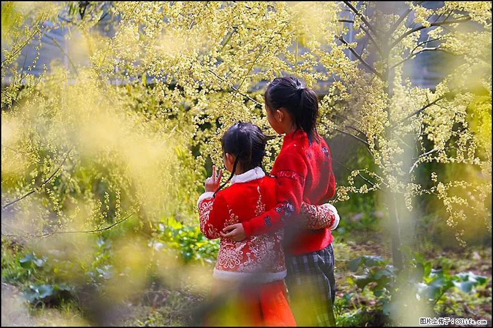 【春天，广西桂林灌阳县向您发出邀请！】米珠山前有片山苍子花在飘香 - 游山玩水 - 辽阳生活社区 - 辽阳28生活网 liaoyang.28life.net