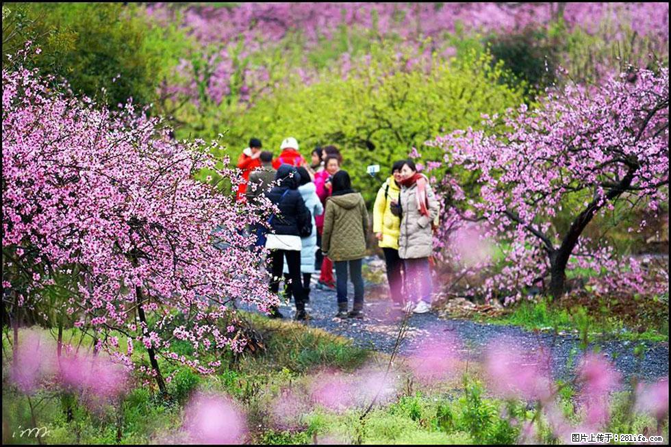 【春天，广西桂林灌阳县向您发出邀请！】官庄村有个醉美的桃花园 - 游山玩水 - 辽阳生活社区 - 辽阳28生活网 liaoyang.28life.net