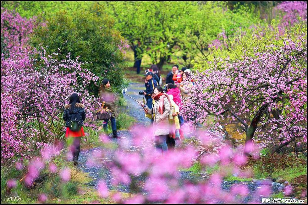 【春天，广西桂林灌阳县向您发出邀请！】官庄村有个醉美的桃花园 - 游山玩水 - 辽阳生活社区 - 辽阳28生活网 liaoyang.28life.net