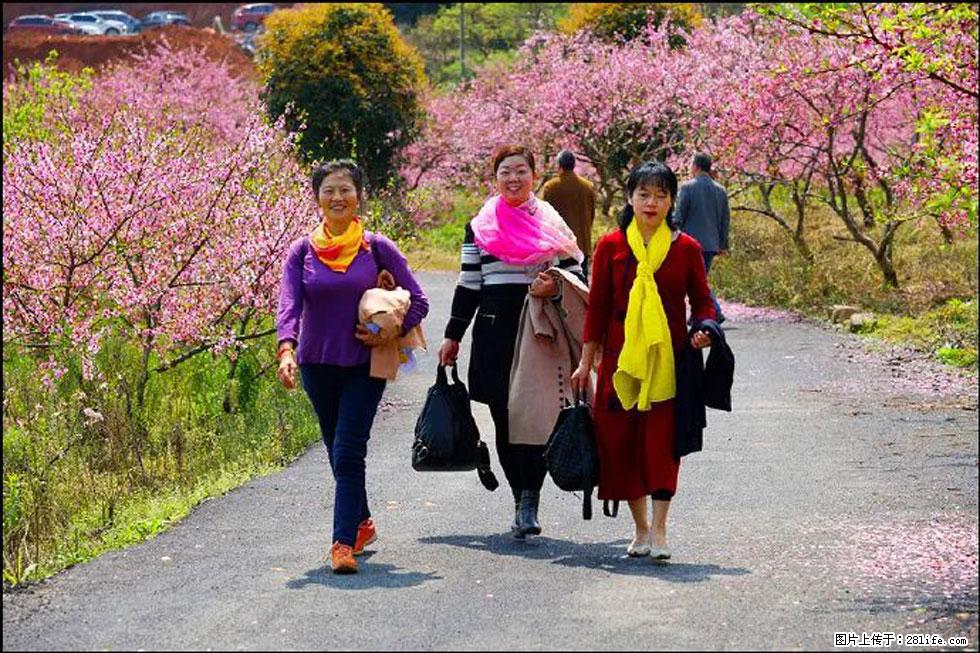 【春天，广西桂林灌阳县向您发出邀请！】官庄村有个醉美的桃花园 - 游山玩水 - 辽阳生活社区 - 辽阳28生活网 liaoyang.28life.net