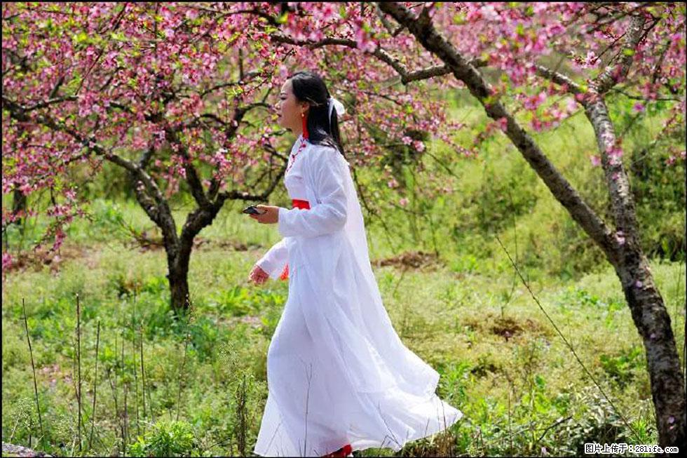 【春天，广西桂林灌阳县向您发出邀请！】官庄村有个醉美的桃花园 - 游山玩水 - 辽阳生活社区 - 辽阳28生活网 liaoyang.28life.net