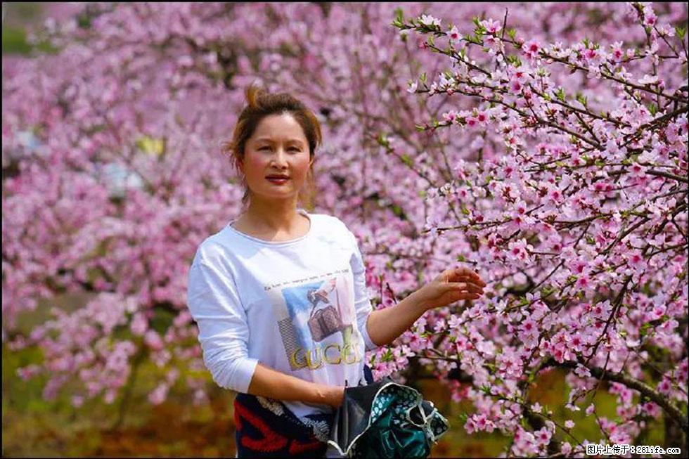 【春天，广西桂林灌阳县向您发出邀请！】官庄村有个醉美的桃花园 - 游山玩水 - 辽阳生活社区 - 辽阳28生活网 liaoyang.28life.net
