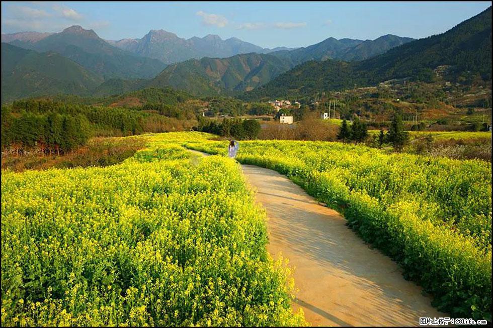 【春天，广西桂林灌阳县向您发出邀请！】长坪村油菜盛情花开 - 游山玩水 - 辽阳生活社区 - 辽阳28生活网 liaoyang.28life.net