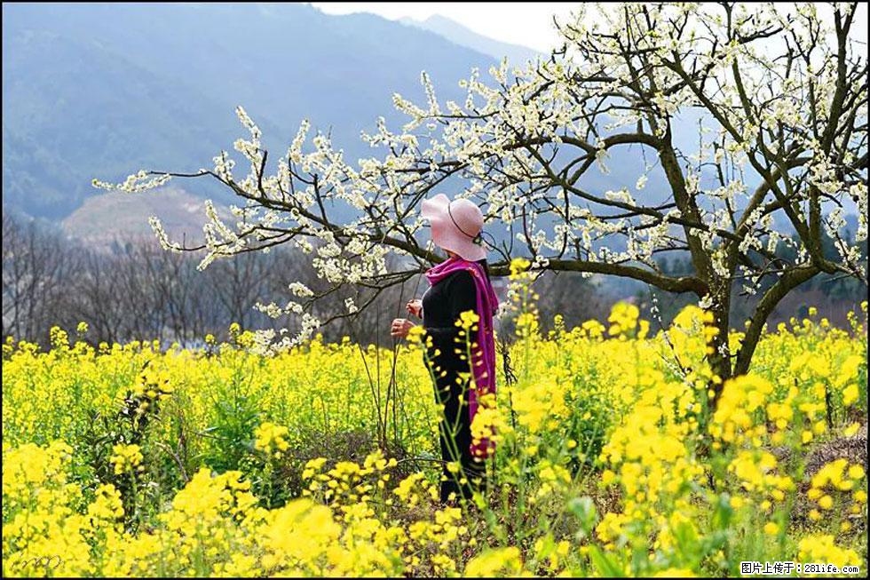【春天，广西桂林灌阳县向您发出邀请！】长坪村油菜盛情花开 - 游山玩水 - 辽阳生活社区 - 辽阳28生活网 liaoyang.28life.net