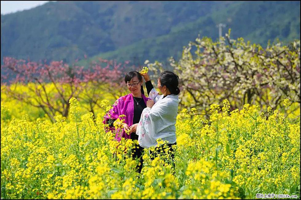 【春天，广西桂林灌阳县向您发出邀请！】长坪村油菜盛情花开 - 游山玩水 - 辽阳生活社区 - 辽阳28生活网 liaoyang.28life.net