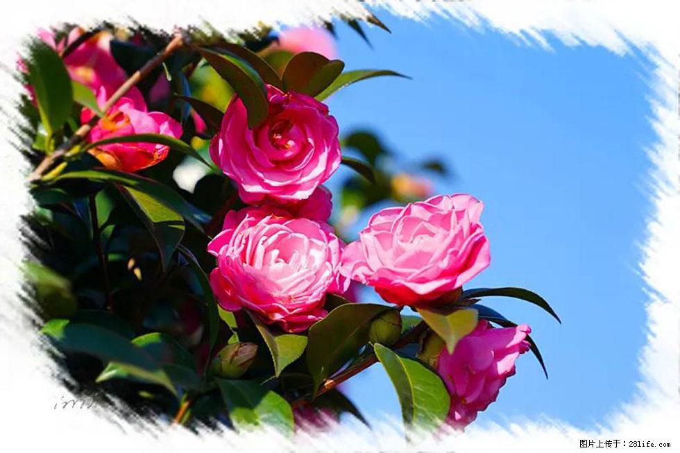 【春天，广西桂林灌阳县向您发出邀请！】杨柳井茶花惹人爱 - 游山玩水 - 辽阳生活社区 - 辽阳28生活网 liaoyang.28life.net