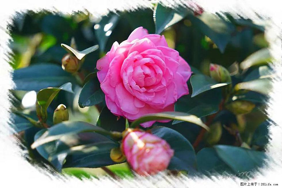 【春天，广西桂林灌阳县向您发出邀请！】杨柳井茶花惹人爱 - 游山玩水 - 辽阳生活社区 - 辽阳28生活网 liaoyang.28life.net