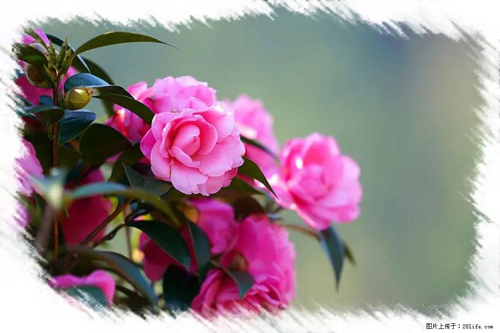 【春天，广西桂林灌阳县向您发出邀请！】杨柳井茶花惹人爱 - 游山玩水 - 辽阳生活社区 - 辽阳28生活网 liaoyang.28life.net