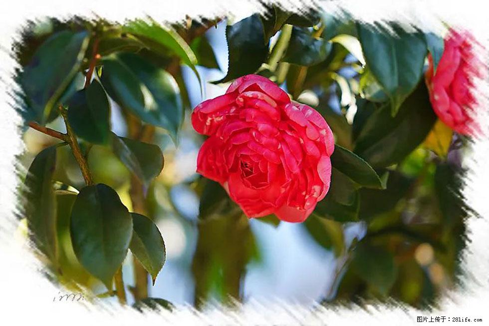 【春天，广西桂林灌阳县向您发出邀请！】杨柳井茶花惹人爱 - 游山玩水 - 辽阳生活社区 - 辽阳28生活网 liaoyang.28life.net
