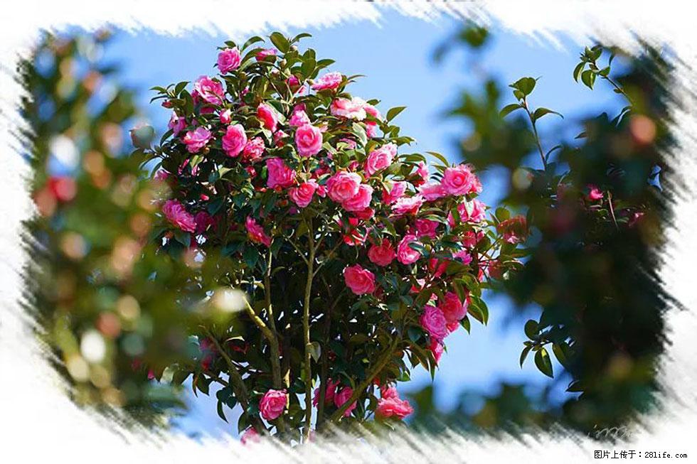 【春天，广西桂林灌阳县向您发出邀请！】杨柳井茶花惹人爱 - 游山玩水 - 辽阳生活社区 - 辽阳28生活网 liaoyang.28life.net