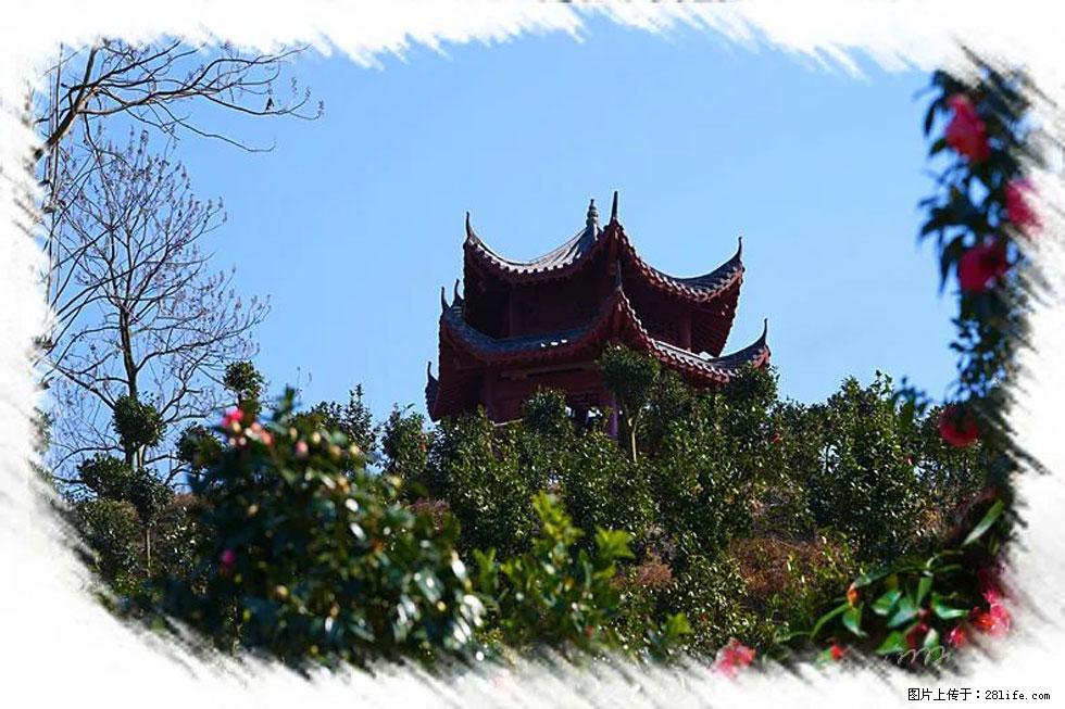 【春天，广西桂林灌阳县向您发出邀请！】杨柳井茶花惹人爱 - 游山玩水 - 辽阳生活社区 - 辽阳28生活网 liaoyang.28life.net