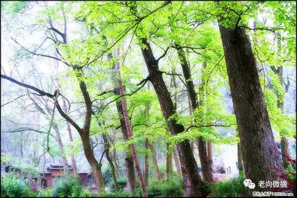 【春天，广西桂林灌阳县向您发出邀请！】在小龙村与春天约会 - 游山玩水 - 辽阳生活社区 - 辽阳28生活网 liaoyang.28life.net