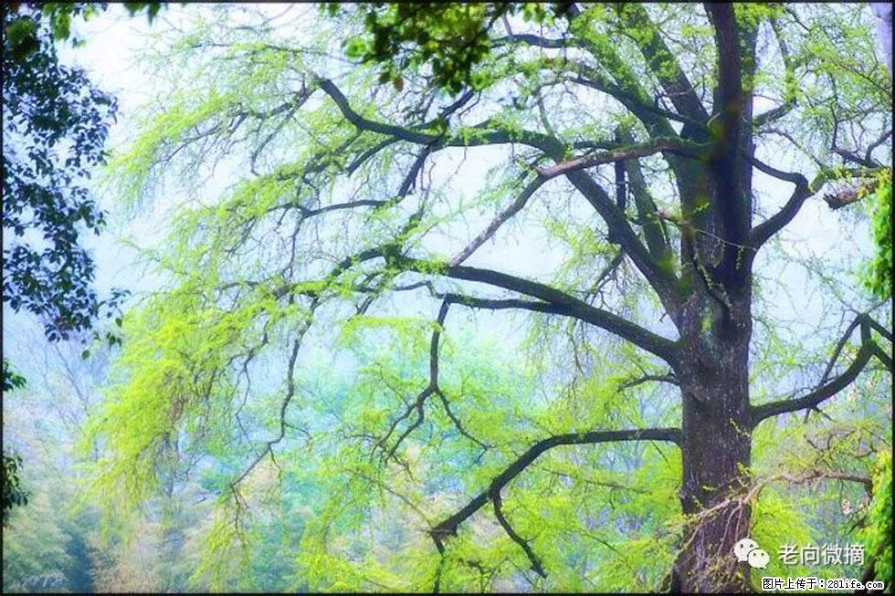 【春天，广西桂林灌阳县向您发出邀请！】在小龙村与春天约会 - 游山玩水 - 辽阳生活社区 - 辽阳28生活网 liaoyang.28life.net