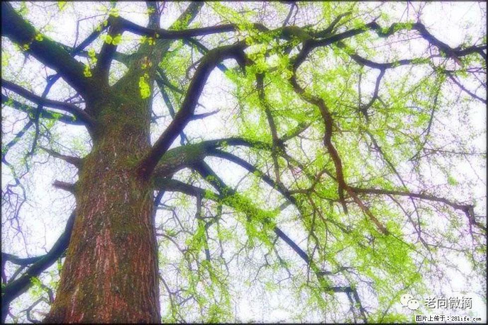 【春天，广西桂林灌阳县向您发出邀请！】在小龙村与春天约会 - 游山玩水 - 辽阳生活社区 - 辽阳28生活网 liaoyang.28life.net