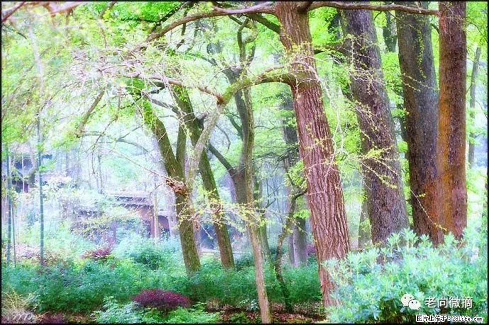 【春天，广西桂林灌阳县向您发出邀请！】在小龙村与春天约会 - 游山玩水 - 辽阳生活社区 - 辽阳28生活网 liaoyang.28life.net