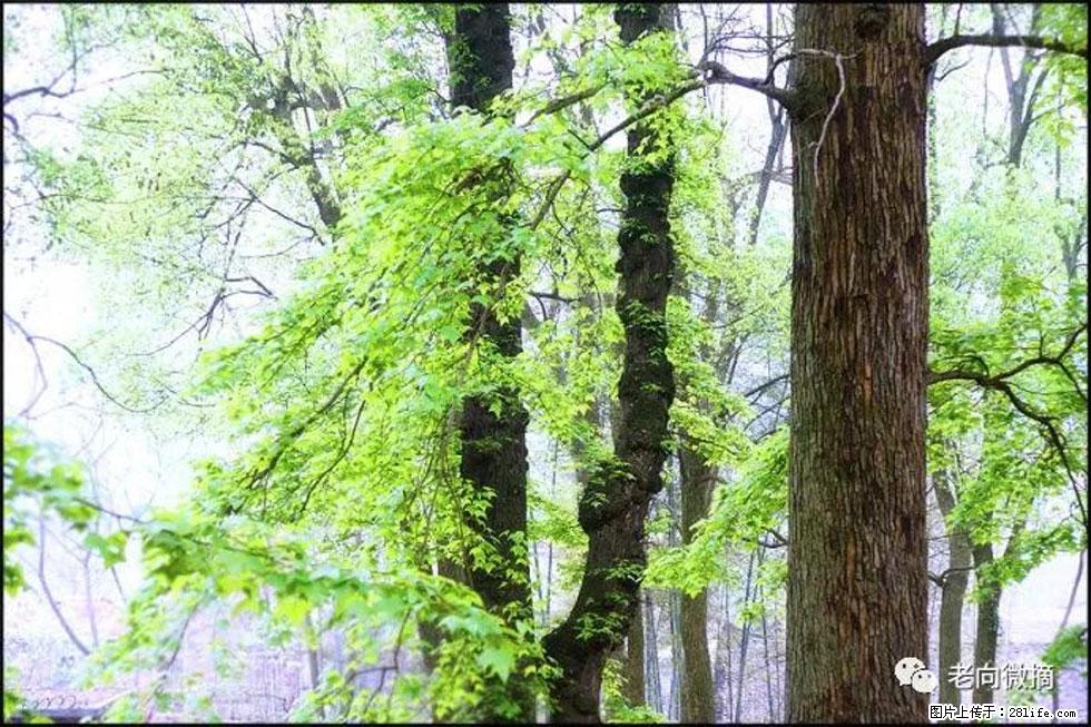 【春天，广西桂林灌阳县向您发出邀请！】在小龙村与春天约会 - 游山玩水 - 辽阳生活社区 - 辽阳28生活网 liaoyang.28life.net