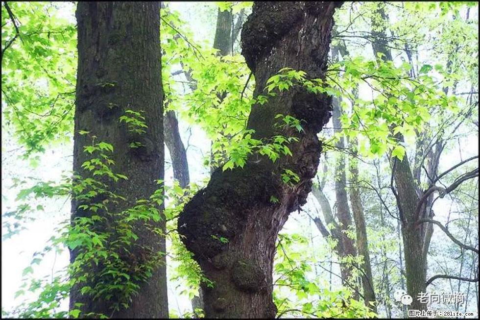【春天，广西桂林灌阳县向您发出邀请！】在小龙村与春天约会 - 游山玩水 - 辽阳生活社区 - 辽阳28生活网 liaoyang.28life.net