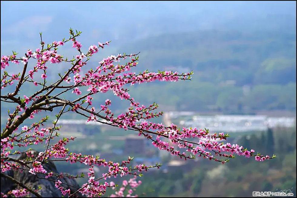 【春天，广西桂林灌阳县向您发出邀请！】望月岭上桃花开 - 游山玩水 - 辽阳生活社区 - 辽阳28生活网 liaoyang.28life.net