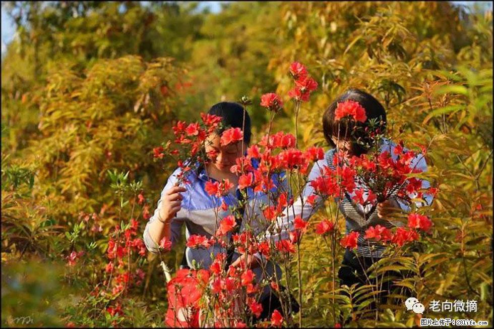 【春天，广西桂林灌阳县向您发出邀请！】登麒麟山，相约映山红 - 游山玩水 - 辽阳生活社区 - 辽阳28生活网 liaoyang.28life.net