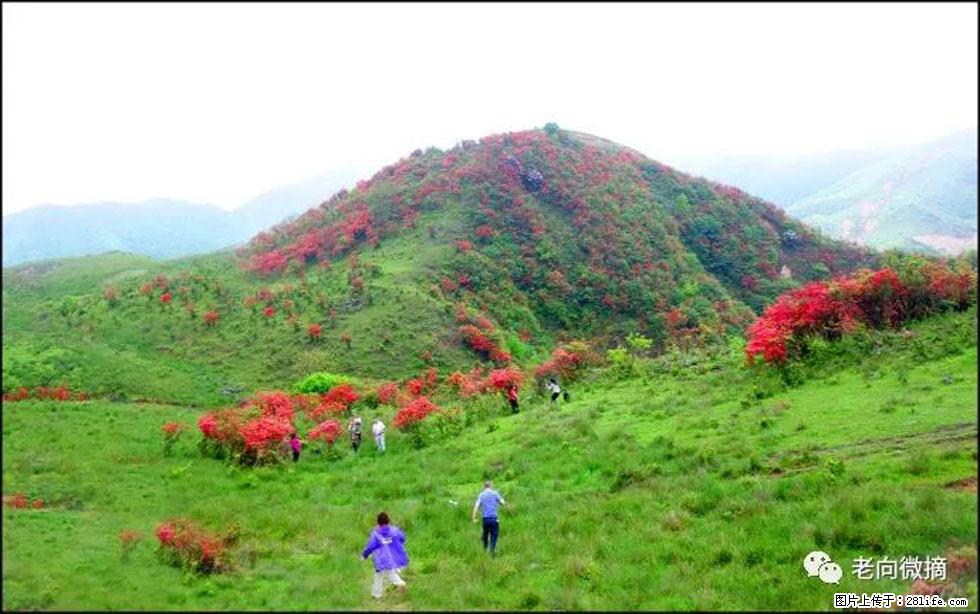 【春天，广西桂林灌阳县向您发出邀请！】宝盖山上映山红 - 游山玩水 - 辽阳生活社区 - 辽阳28生活网 liaoyang.28life.net