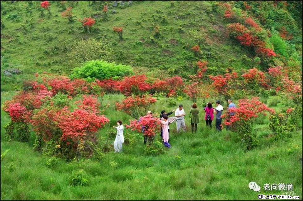 【春天，广西桂林灌阳县向您发出邀请！】宝盖山上映山红 - 游山玩水 - 辽阳生活社区 - 辽阳28生活网 liaoyang.28life.net