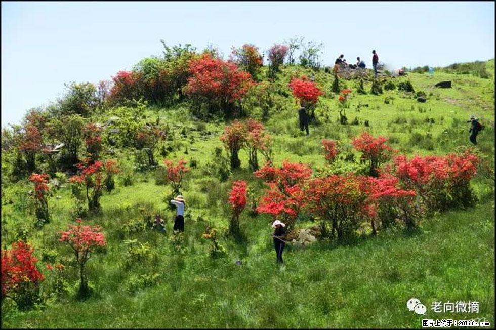 【春天，广西桂林灌阳县向您发出邀请！】宝盖山上映山红 - 游山玩水 - 辽阳生活社区 - 辽阳28生活网 liaoyang.28life.net