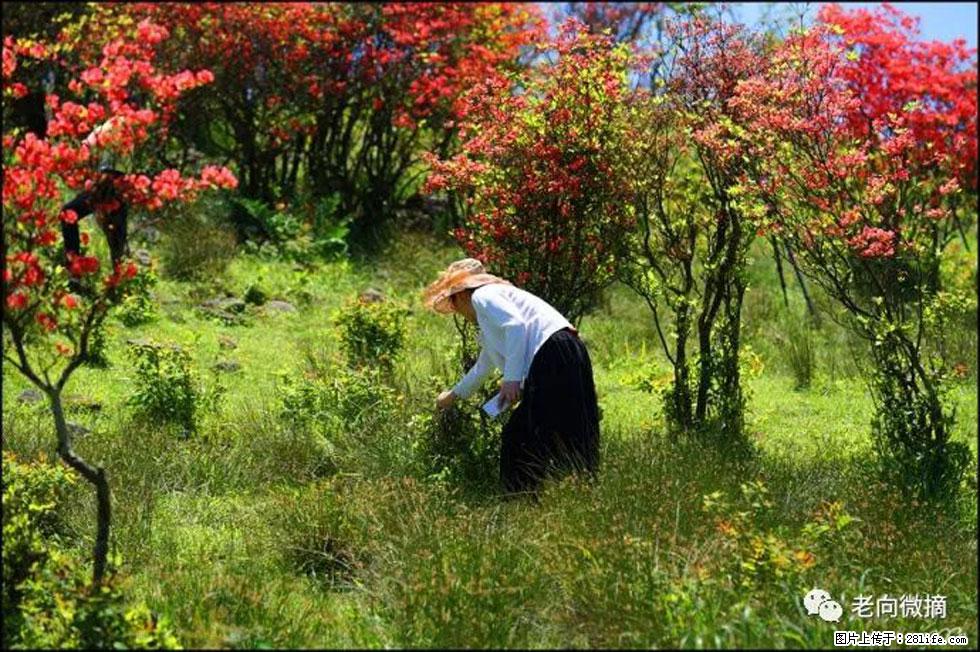 【春天，广西桂林灌阳县向您发出邀请！】宝盖山上映山红 - 游山玩水 - 辽阳生活社区 - 辽阳28生活网 liaoyang.28life.net