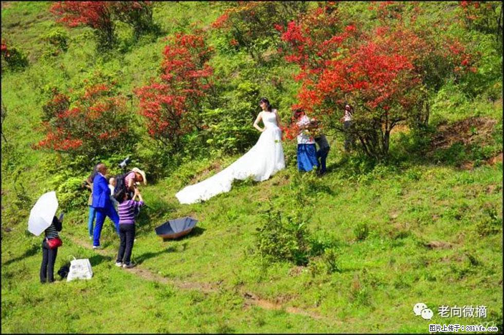 【春天，广西桂林灌阳县向您发出邀请！】宝盖山上映山红 - 游山玩水 - 辽阳生活社区 - 辽阳28生活网 liaoyang.28life.net
