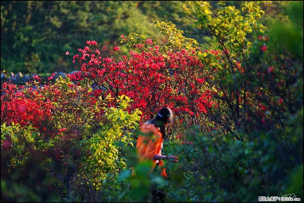 【春天，广西桂林灌阳县向您发出邀请！】春木界上映山红 - 游山玩水 - 辽阳生活社区 - 辽阳28生活网 liaoyang.28life.net