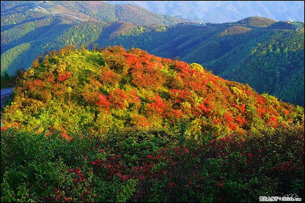 【春天，广西桂林灌阳县向您发出邀请！】春木界上映山红 - 游山玩水 - 辽阳生活社区 - 辽阳28生活网 liaoyang.28life.net