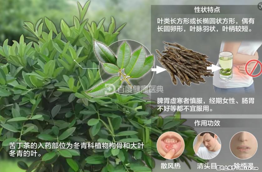 苦丁茶有哪些功效和作用 - 生活百科 - 辽阳生活社区 - 辽阳28生活网 liaoyang.28life.net