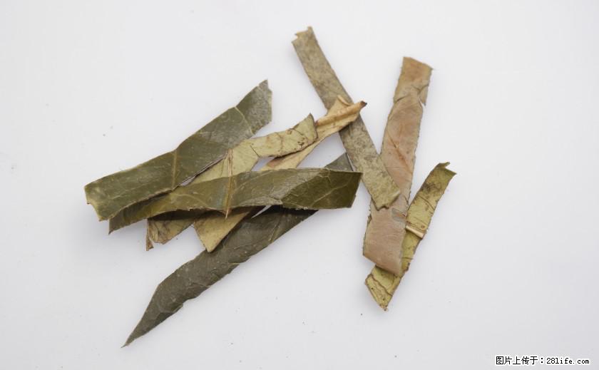 苦丁茶有哪些功效和作用 - 生活百科 - 辽阳生活社区 - 辽阳28生活网 liaoyang.28life.net