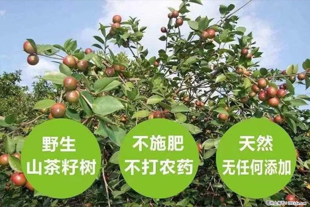 【灌阳县油茶产业示范区】一个有着充实的精神生活的人，对待身外之物自会有一种淡泊的态度 - 土特产 - 饮食特产 - 辽阳分类信息 - 辽阳28生活网 liaoyang.28life.net