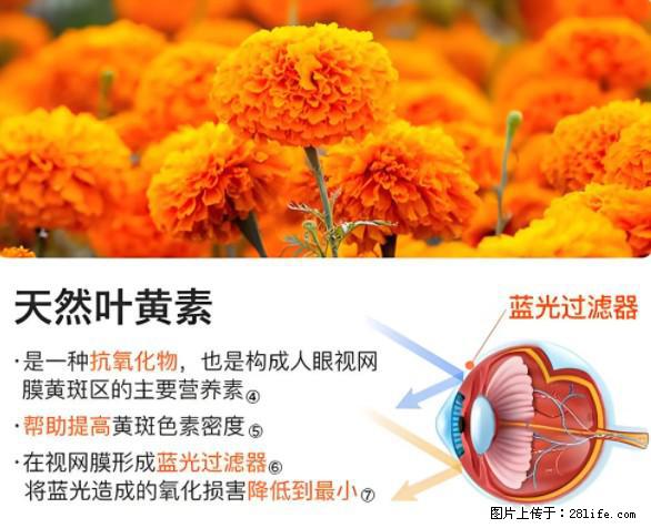 叶黄素有什么功效和作用 - 生活百科 - 辽阳生活社区 - 辽阳28生活网 liaoyang.28life.net