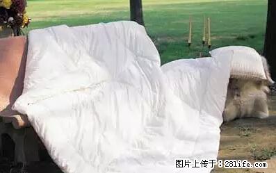 被子有异味？只要这样做，比晒太阳还强100倍！ - 家居生活 - 辽阳生活社区 - 辽阳28生活网 liaoyang.28life.net
