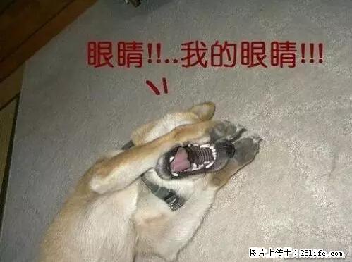 笑癫了！一女的怀孕三年未生，他终于忍不住了... - 娱乐八卦 - 辽阳生活社区 - 辽阳28生活网 liaoyang.28life.net