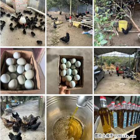 油茶园从小鸡仔开始养起的纯土鸡、土鸡蛋可以预定啦！还有前几天刚榨的纯山茶油哦 - 美食天地 - 辽阳生活社区 - 辽阳28生活网 liaoyang.28life.net