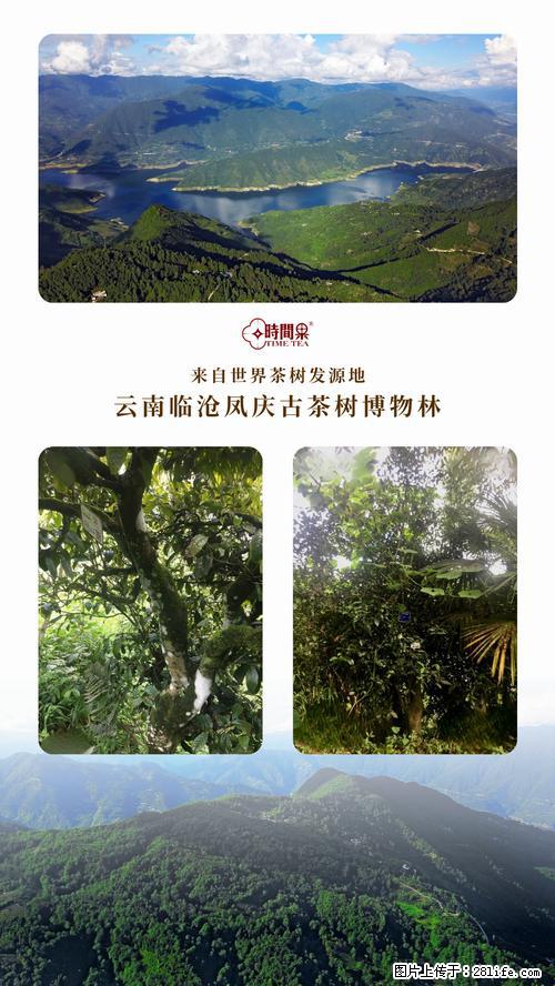 时间果百年古树2025年春红茶 - 购物交流 - 辽阳生活社区 - 辽阳28生活网 liaoyang.28life.net