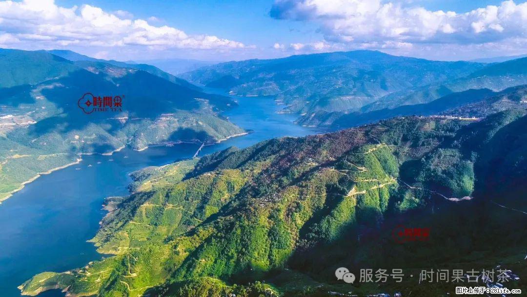 时间果百年古树龙珠普洱生茶 - 购物交流 - 辽阳生活社区 - 辽阳28生活网 liaoyang.28life.net