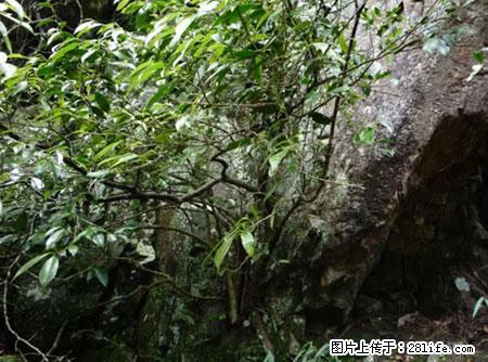 平乐石崖茶，珍贵仅次于金花茶 - 辽阳生活资讯 - 辽阳28生活网 liaoyang.28life.net