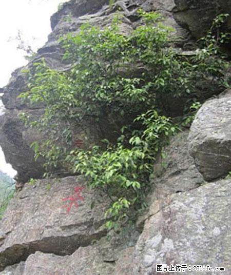 平乐石崖茶，珍贵仅次于金花茶 - 辽阳生活资讯 - 辽阳28生活网 liaoyang.28life.net