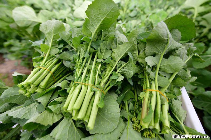 这些蔬菜是“天然钙片”，这6种被医生重点推荐 - 辽阳生活资讯 - 辽阳28生活网 liaoyang.28life.net